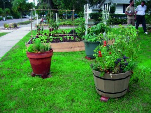 Front yard garden in Sarasota. Placing bricks under the pots promotes good drainage.