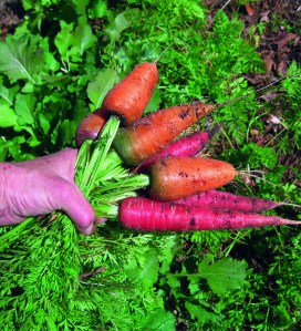 When growing carrots, be sure your soil is lump-free, because when a carrot root comes to a lump in the soil, it forks or bends.