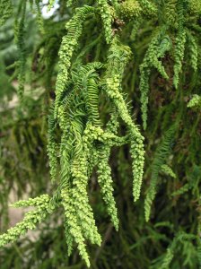 Cryptomeria japonica 'Rasen,' a spiral-form cultivar that may be in the top 5 for collectors of bizarre plants.