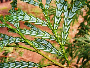 Foliage of Fokienia hodginsii 'Fujan Cypress,'  is native to southeast China, northern Laos, and northern Vietnam. It also does well in the Coastal Plain area of the southern U.S.