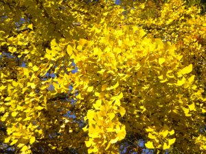 Ginkgo biloba fall color