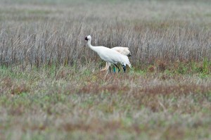 Crane mother and chick at Aransas Refuge, photo by author.