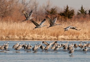 Lillian Annette Rowe Bird Sanctuary, near Grand Island, Nebraska. A major stopping location for migrating cranes.