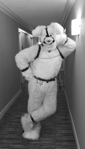 From Ch.4 "The Other Wild Kingdom." As evidenced by this bunny's bondage wear, sometimes one fetish is not enough. Photo by Lori Ballard.