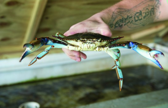 Credit: Diana Zalucky