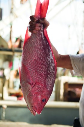 Red snapper