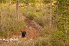 Florida Black Bear © Mac Stone