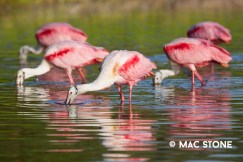 Roseate Spoonbills © Mac Stone