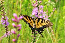 2.1. Tiger Swallowtail on Liatris