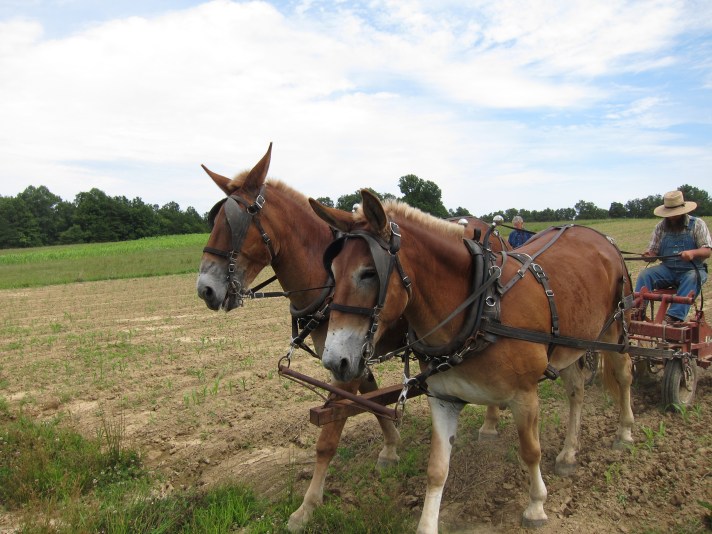 Muddy Pond Sorghum Mill. Credit: Fred Sauceman
