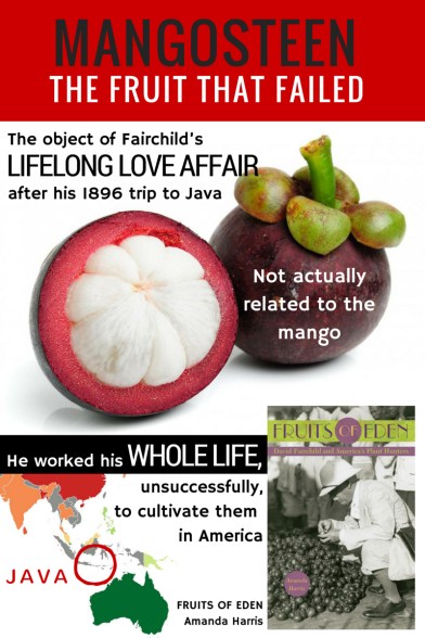 MANGOSTEEN