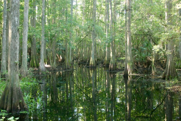 Swamp