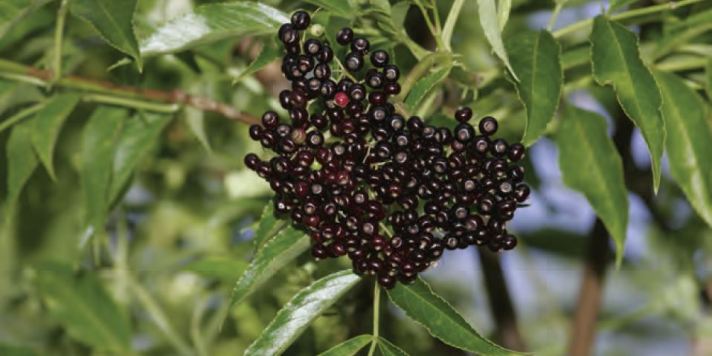 Elderberries-ripe