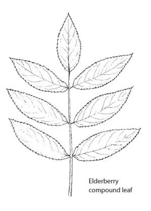 Elderberry-leaf