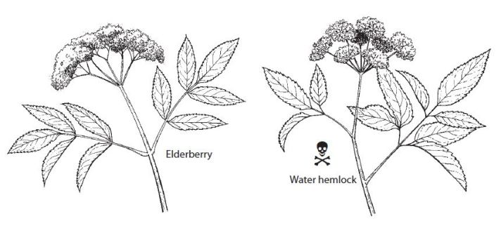 Elderberry